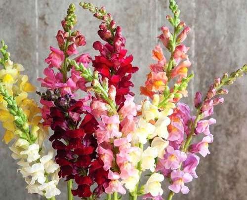 عکس بذر گل میمون