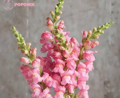 عکس بذر گل میمون