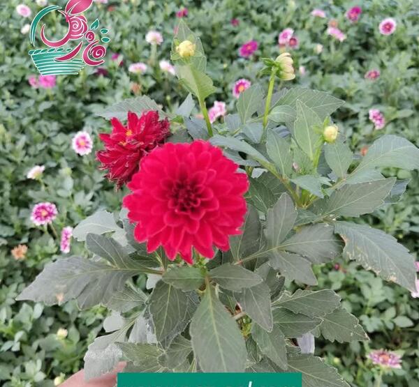 عکس گل کوکب بنفش