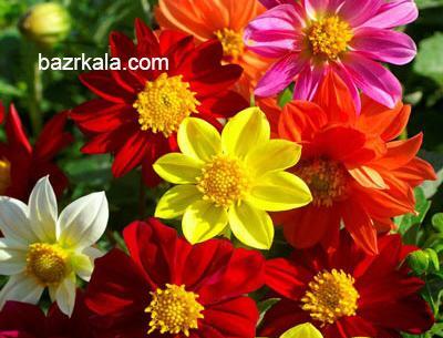 عکس گل کوکب بنفش
