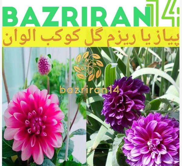 عکس گل کوکب بنفش