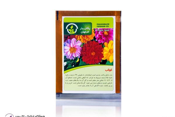 عکس گل کوکب بنفش