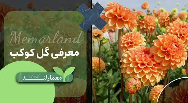 عکس گل کوکب بنفش