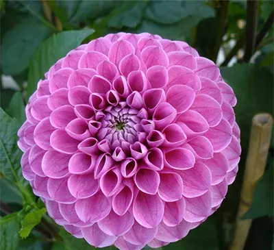 عکس گل کوکب بنفش