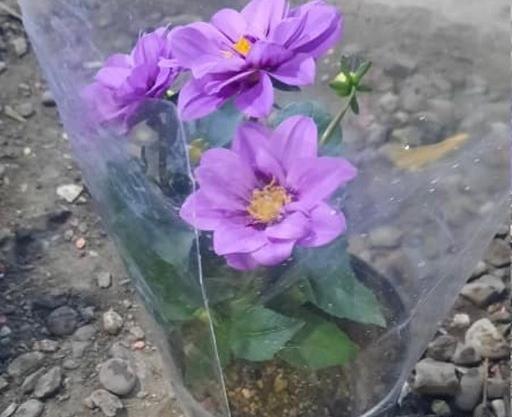 عکس گل کوکب بنفش