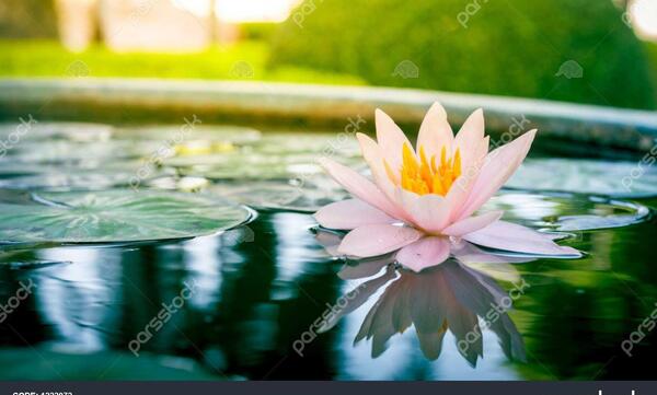 عکس گل نیلوفر زیبا