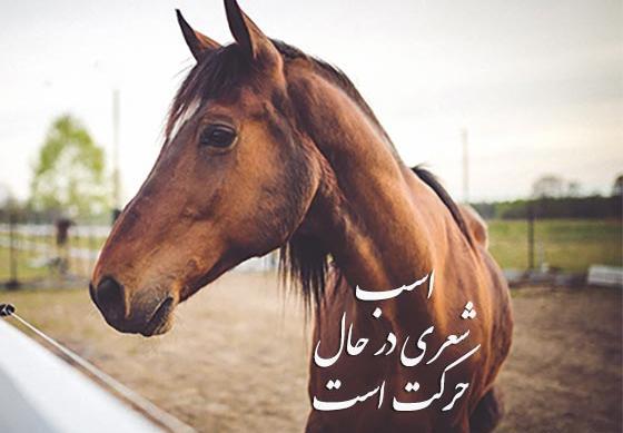 عکس دختر با اسب زیبا برای پروفایل