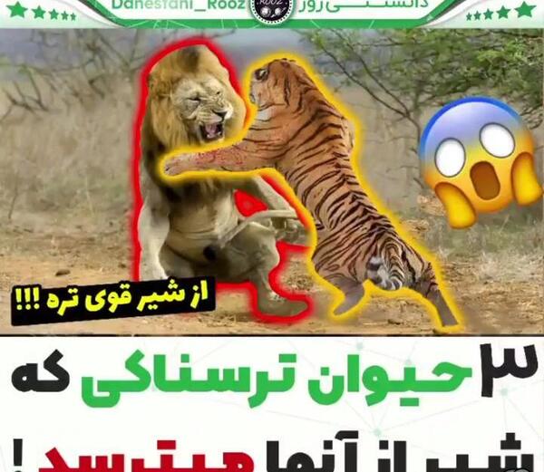 عکس شیر سیاه ترسناک
