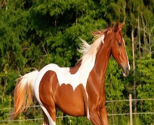 عکس پروفایل اسب سفید