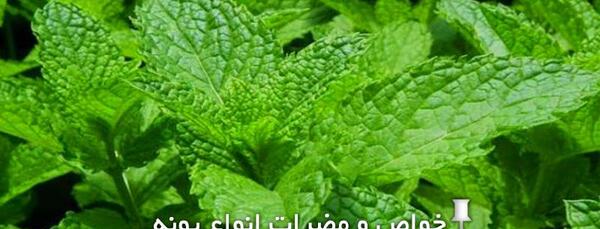 عکس گل پونه برای پروفایل