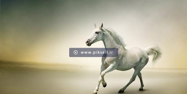 عکس اسب سفید برای تصویر زمینه