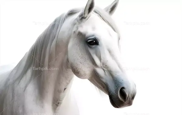 عکس اسب سفید برای تصویر زمینه