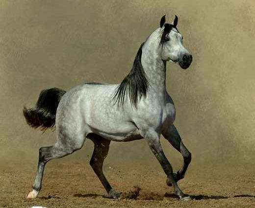 عکس اسب وحشی سفید