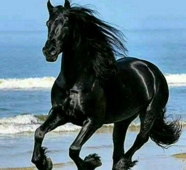عکس اسب برای طراحی سیاه قلم