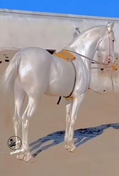 عکس اسب طلایی رنگ
