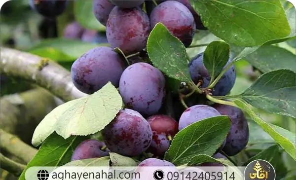 عکس درخت آلو سیاه