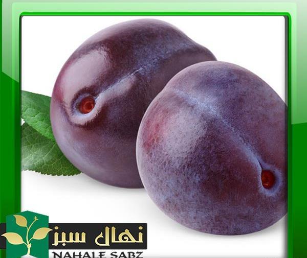 عکس درخت آلو سیاه