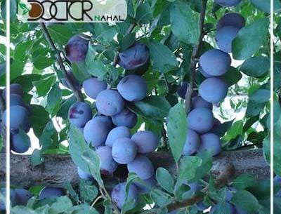 عکس درخت آلو سیاه