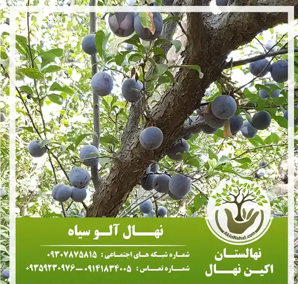 عکس درخت آلو سیاه