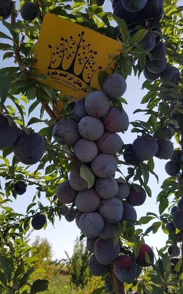 عکس درخت آلو سیاه