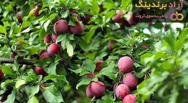 عکس درخت آلو سیاه