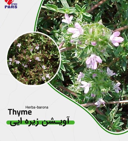 عکس از گل آویشن