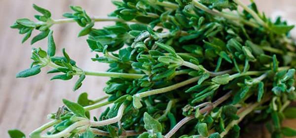 عکس از گل آویشن