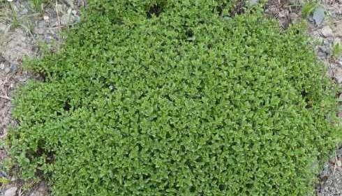 عکس از گل آویشن