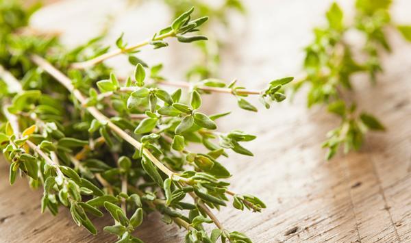 عکس از گل آویشن