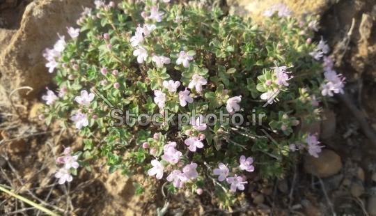 عکس از گل آویشن