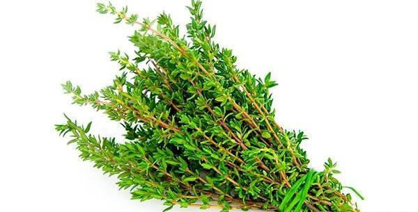 عکس از گل آویشن