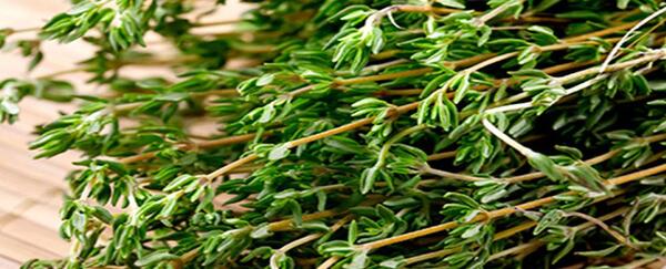 عکس از گل آویشن