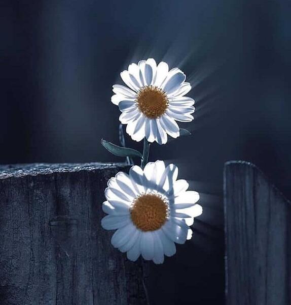 عکس گل خفن برای پروفایل
