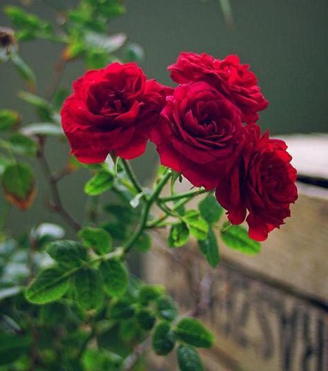عکس گل خفن برای پروفایل