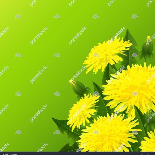 عکس گل قاصدک زرد