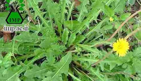 عکس گل قاصدک زرد