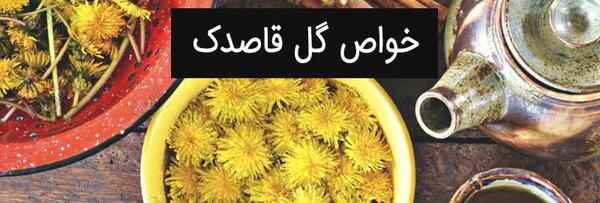 عکس گل قاصدک زرد