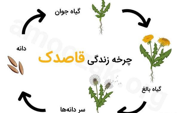 عکس گل قاصدک زرد