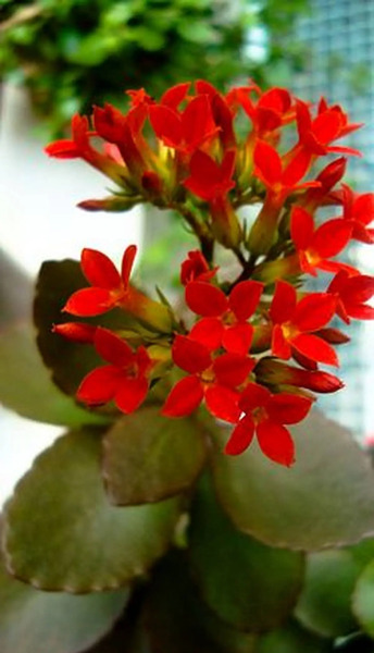 عکس گل قاشقی ابلق