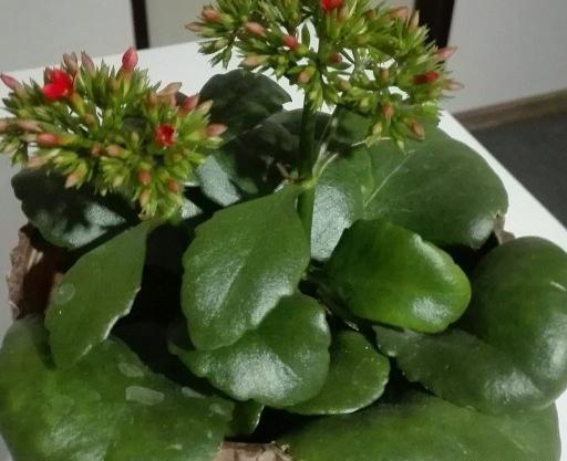 عکس گل قاشقی ابلق