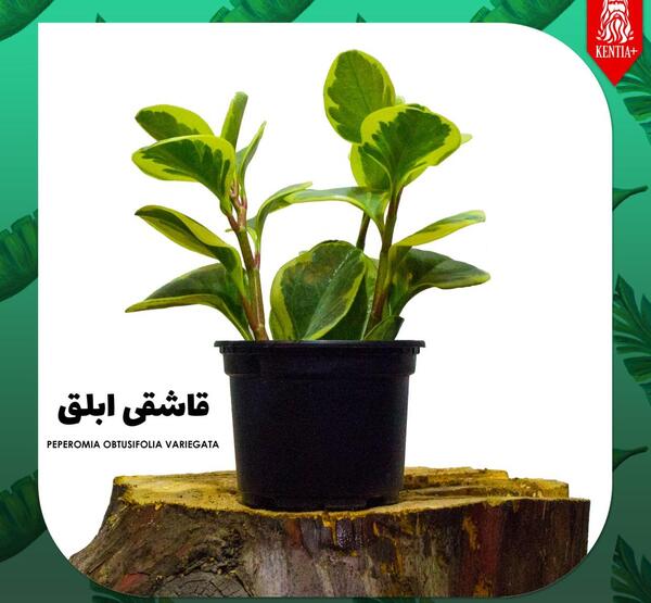 عکس گل قاشقی ابلق