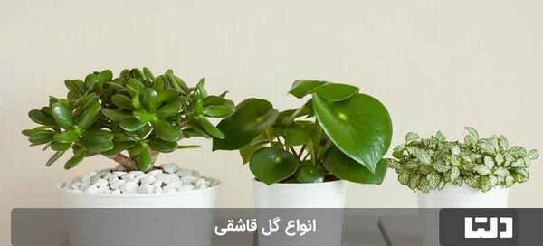 عکس گل قاشقی ابلق