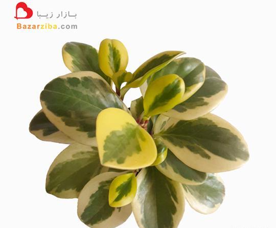 عکس گل قاشقی ابلق