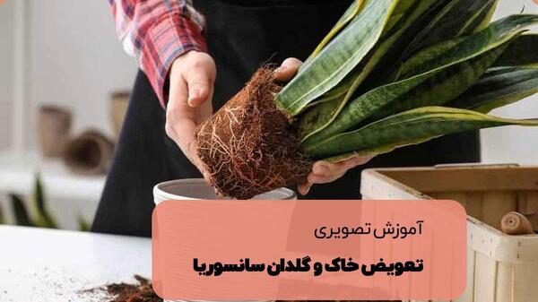 عکس گل سانسوریا لب طلایی