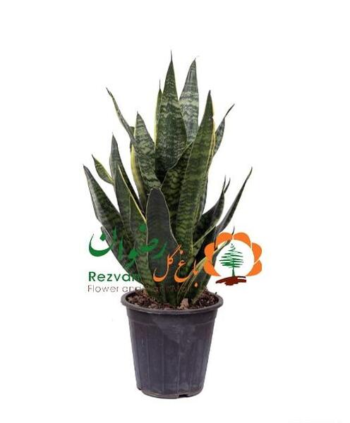 عکس گل سانسوریا لب طلایی