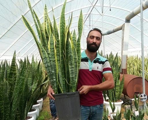 عکس گل سانسوریا لب طلایی
