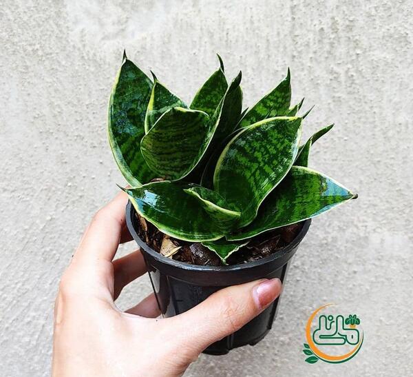 عکس گل سانسوریا لب طلایی