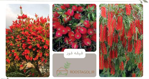 عکس گل شیشه شور