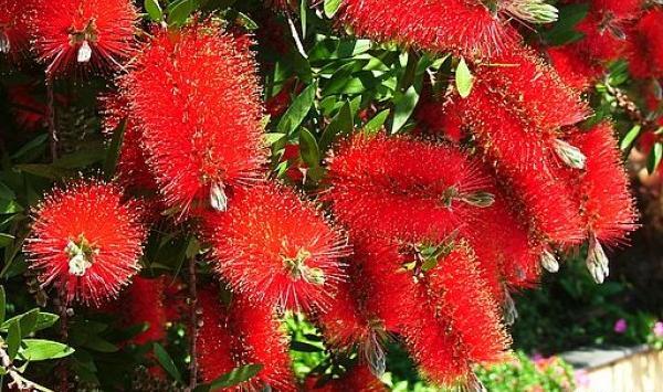 عکس گل شیشه شور