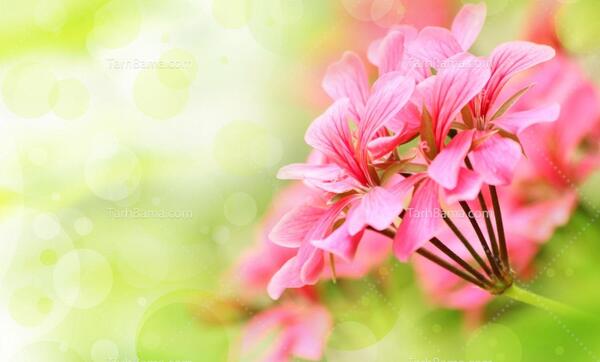 عکس گل و گیاه زیبا